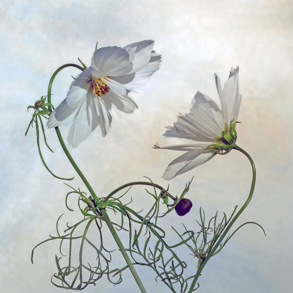 Fine art, floral image, Cosmos, white flowers, mounted print, IGPOTY, Beauty of plants, Sarah McNulty