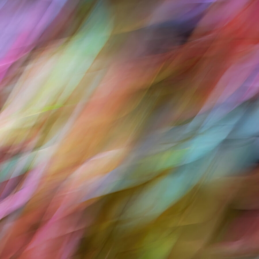 Sarah McNulty, Lanta Photography, Autumn Abstraction 1, Creative plant & flower photography gallery, Creative Autumn leaves print, abstract print, fine art print, abstract wall art print, Autumn abstract wall art, Square print, Limited Edition print, Autumn print, patterns in nature print, Dorset