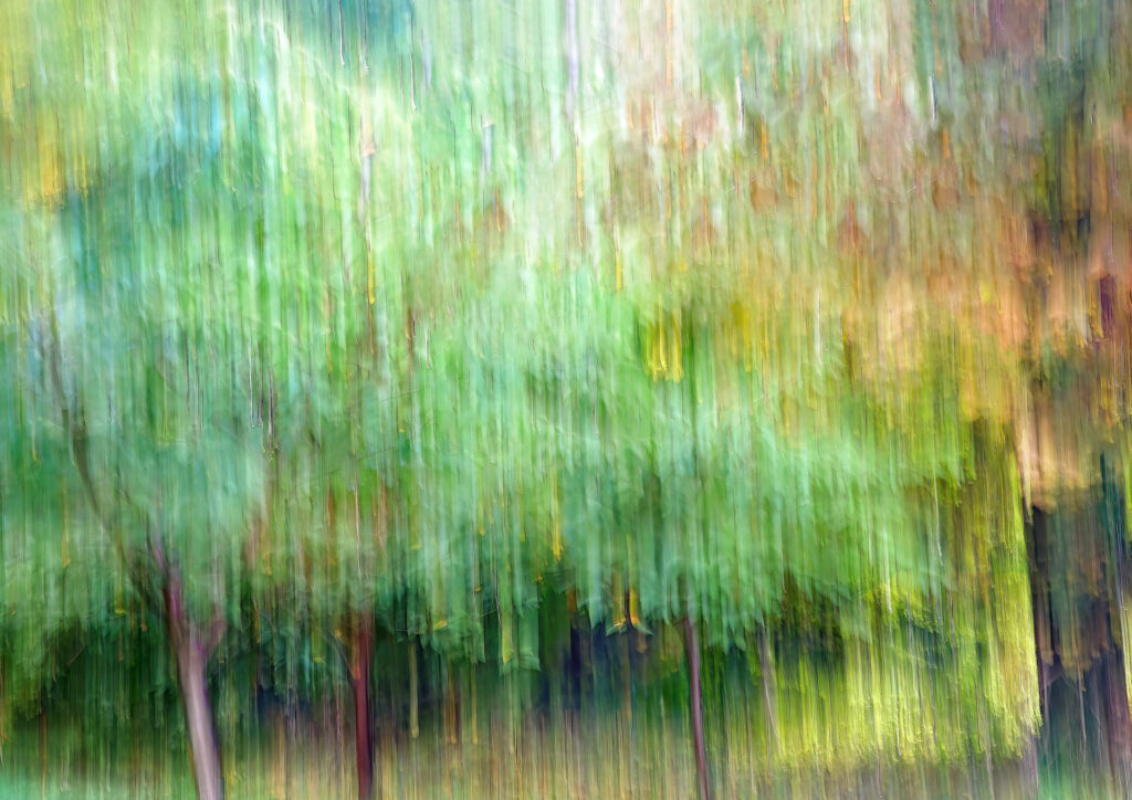 Sarah McNulty, Lanta Photography, Autumn Canopy, Creative plant & flower photography gallery, Fine art Autumn abstract print, Creative Autumn abstract print, Autumn leaves and trees print, Autumn abstract wall art, Dorset, Autumn, patterns in nature