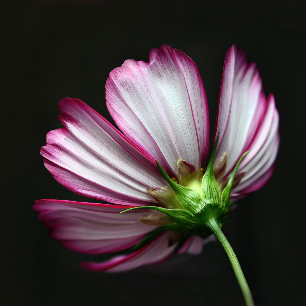 Sarah McNulty, Lanta Photography, Cosmos Flow, Creative plant & flower photography gallery, Cosmos flower fine art print, Fine art print, Dorset, square print, flower wall art, fine art flower print, Cosmos flower, fine art print dorset