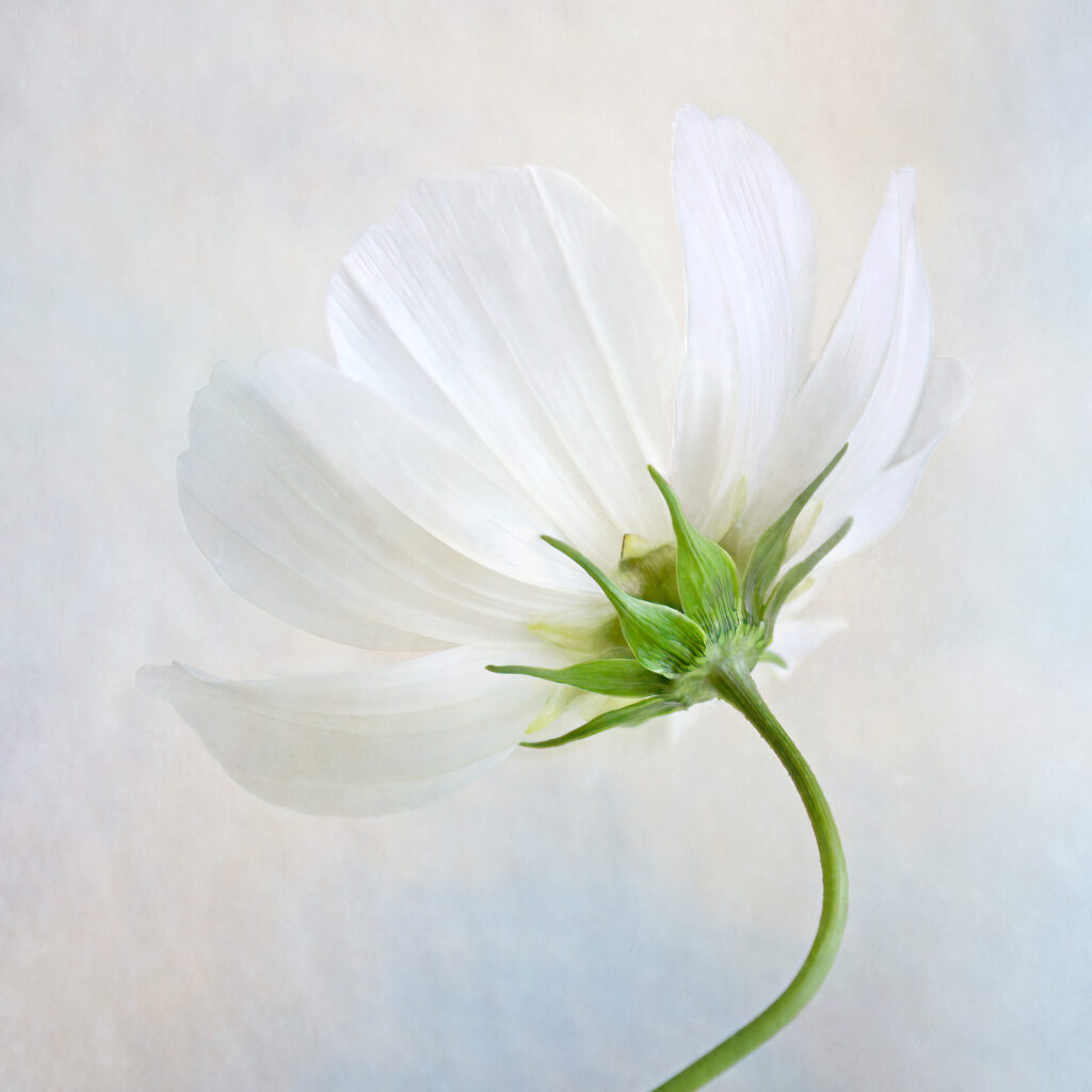 Sarah McNulty, Lanta Photography, Cosmos Harmony, Creative plant & flower photography gallery, fine art floral print, creative floral print, White Cosmos flower, floral wall art, fine art print Dorset, Dorset