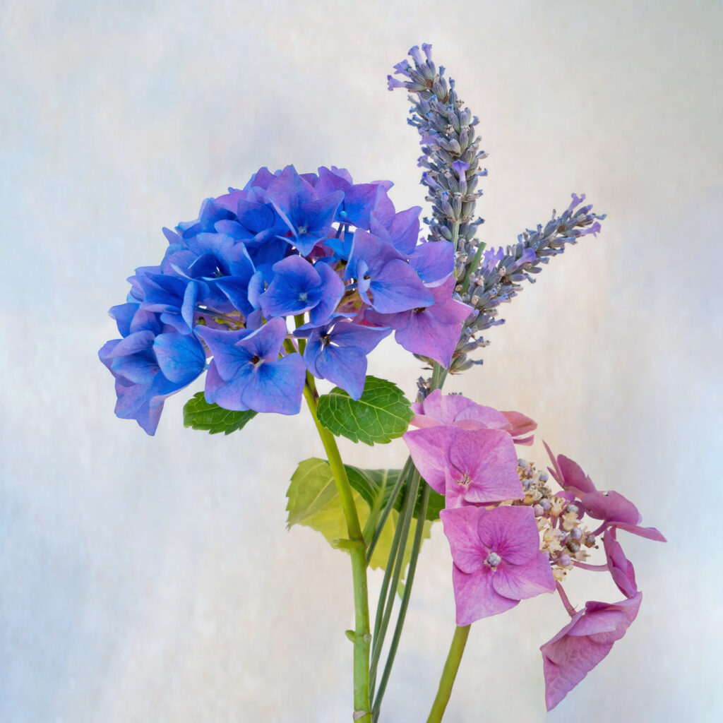 Sarah McNulty, Lanta Photography, Cottage Garden, Creative plant & flower photography gallery, fine art floral print, floral wall art, Pink and Blue Hydrangeas, square print, fine art print Dorset, Dorset, floral bouquet print, garden flowers print