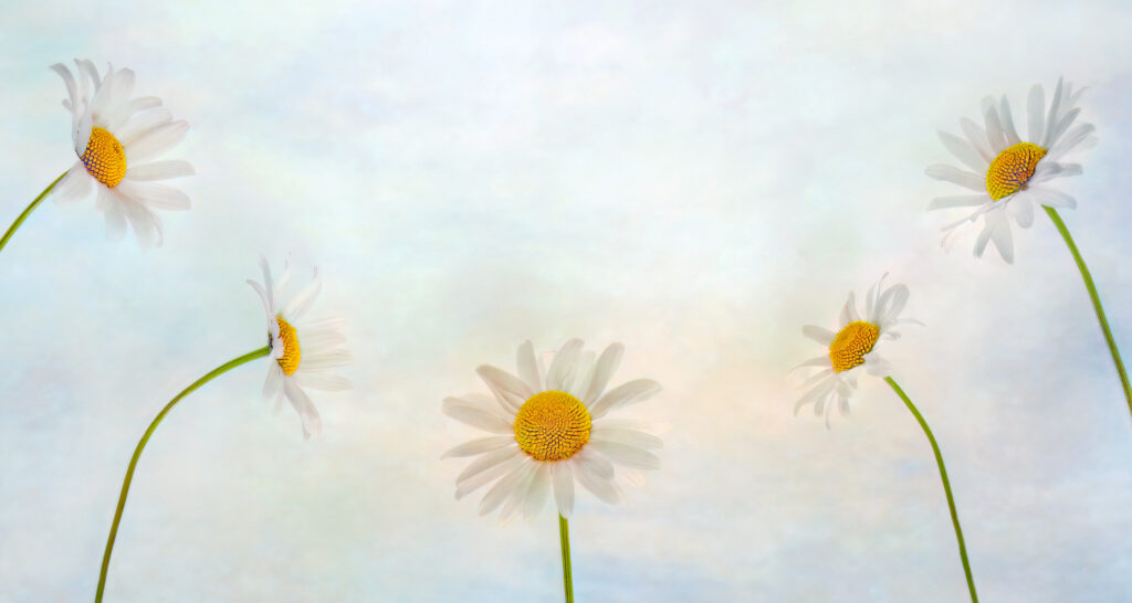 Daisy Days, Sarah McNulty, Lanta Photography, Creative plant & flower photography gallery, fine art floral print, Daisy print, floral art print, Daisies, flower print, floral wall art, Limited edition print, Fine art photography Dorset, Dorset