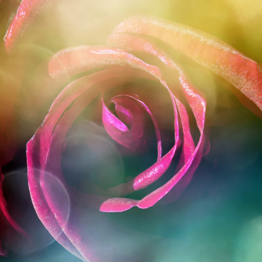 Floral Essence II, Sarah McNulty, Lanta Photography, Creative plant & flower photography gallery, Limited edition print, fine art print, creative flower print, floral wall art print, floral abstract, floral abstract print, Square print, Fine art photography Dorset, Dorset, double exposure