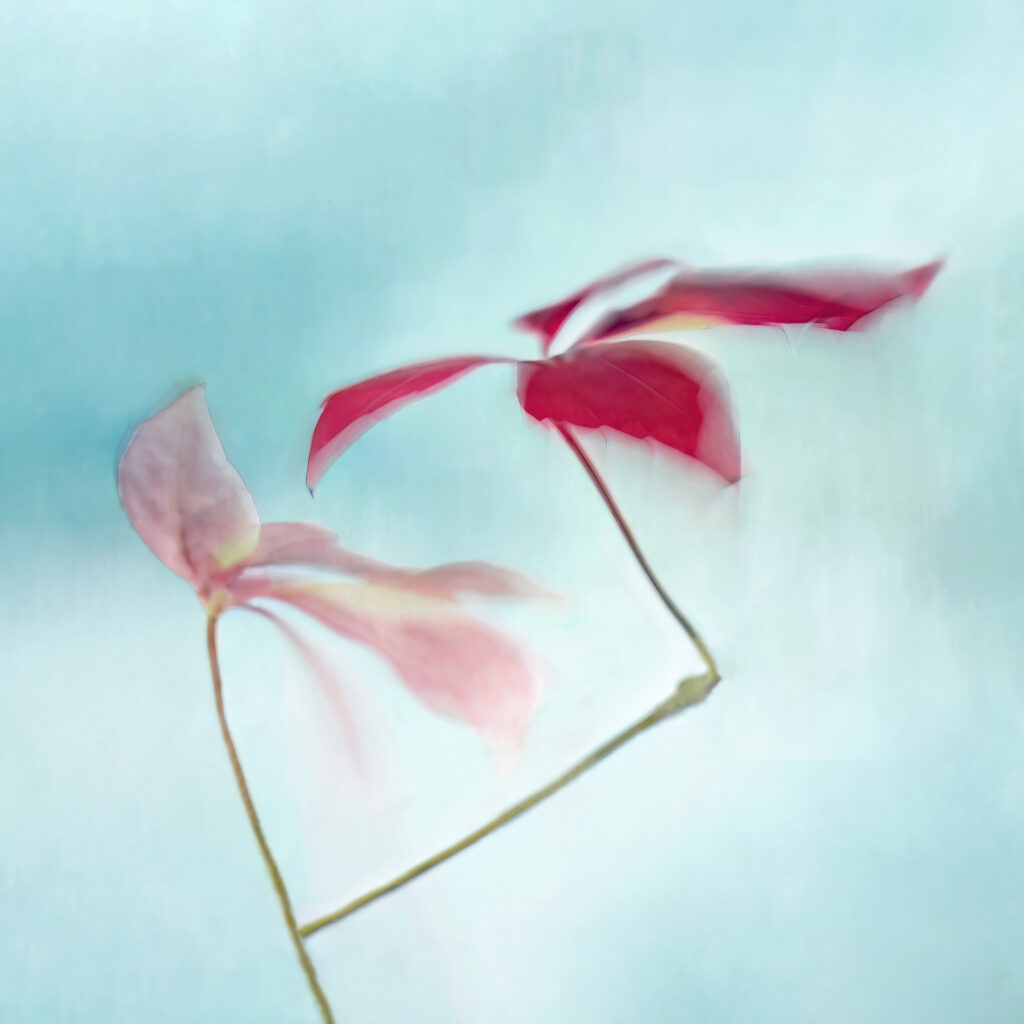 Sarah McNulty, Lanta Photography, Haiku, Creative plant & flower photography gallery, creative floral print, fine art floral print, Haiku print, floral wall art, square print, fine art print Dorset, Dorset, Japanese style floral print