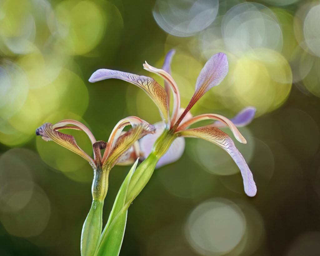Sarah McNulty, Lanta Photography, Iris, Creative plant & flower photography gallery, creative floral wall art, creative floral print, fine art floral print, Iris wall art, Iris floral art print, fine art print Dorset, Dorset