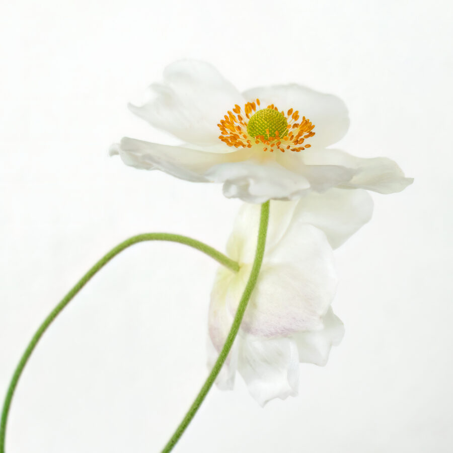 Sarah McNulty, Lanta Photography, Japanese Anemone, Creative plant & flower photography gallery, fine art floral print, fine art floral photography, floral wall art, square print, fine art print Dorset, Dorset