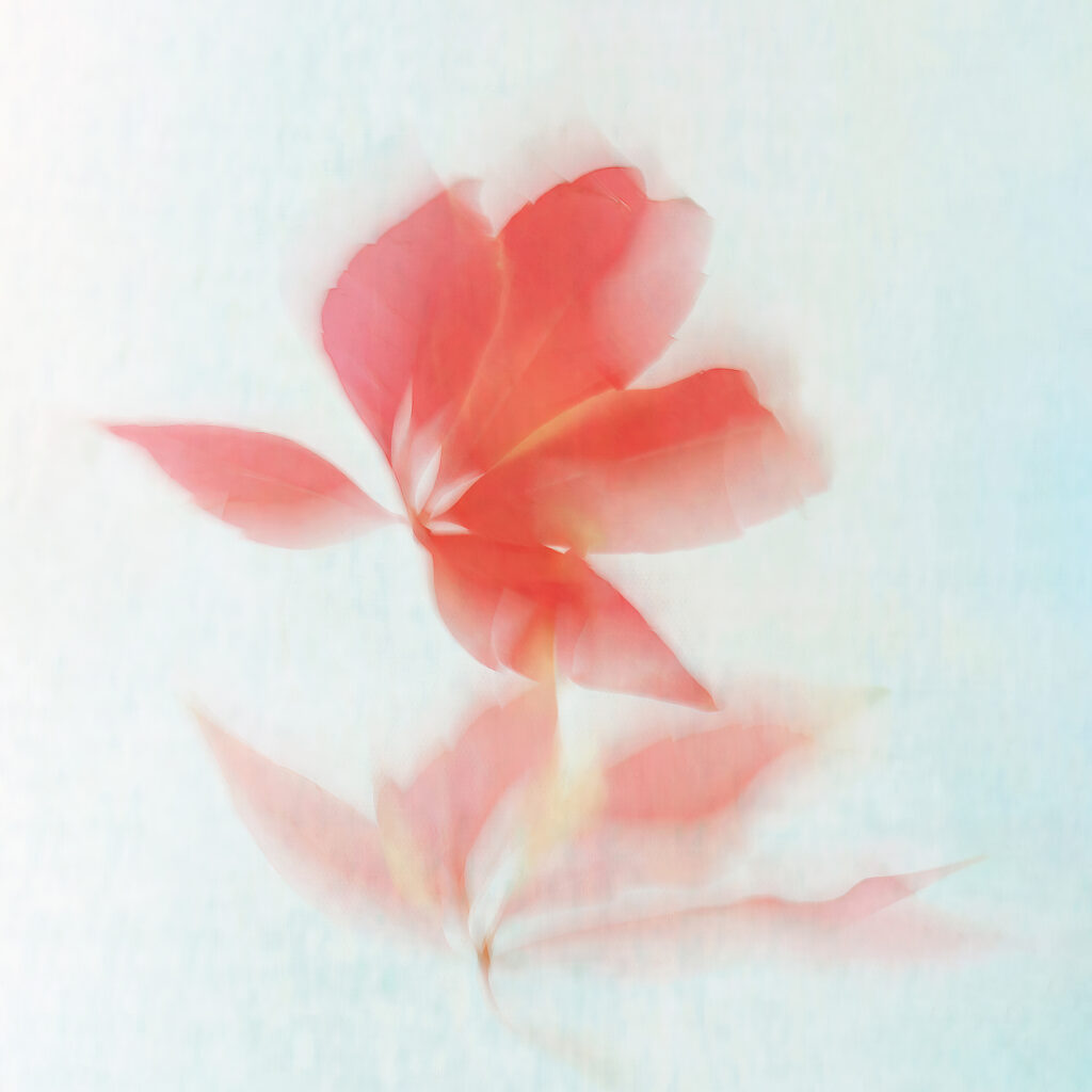Sarah McNulty, Lanta Photography, Japanese Leaf, Creative plant & flower photography gallery, creative plant print, Autumn leaf wall art, fine art Autumn print, Japanese style print, square print, Autumn print, fine art print Dorset, Dorset,