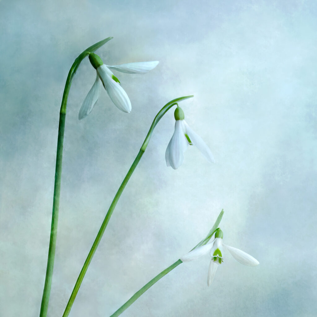 Sarah McNulty, Lanta Photography, Spring Beginnings, Creative plant & flower photography gallery, fine art floral print, floral wall art, flower wall art, Snowdrops print, Snowdrops, Spring Snowdrops, Square print, Spring wall art, fine art print Dorset, Dorset