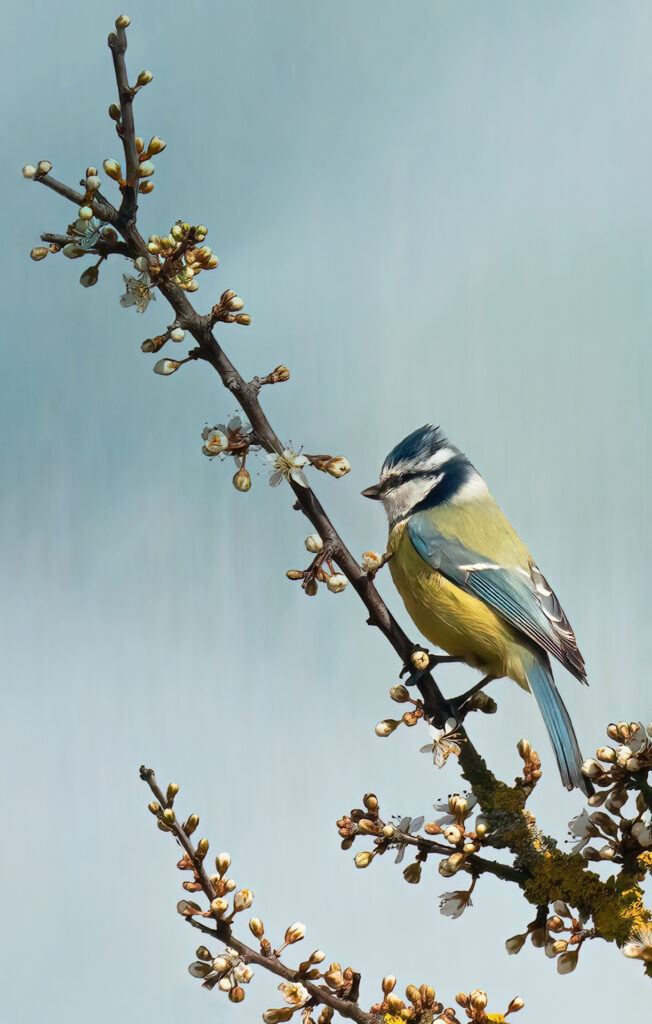 Spring Blue Tit on Blossom is a painterly and beautiful fine art nature print. Dorset fine art photography
