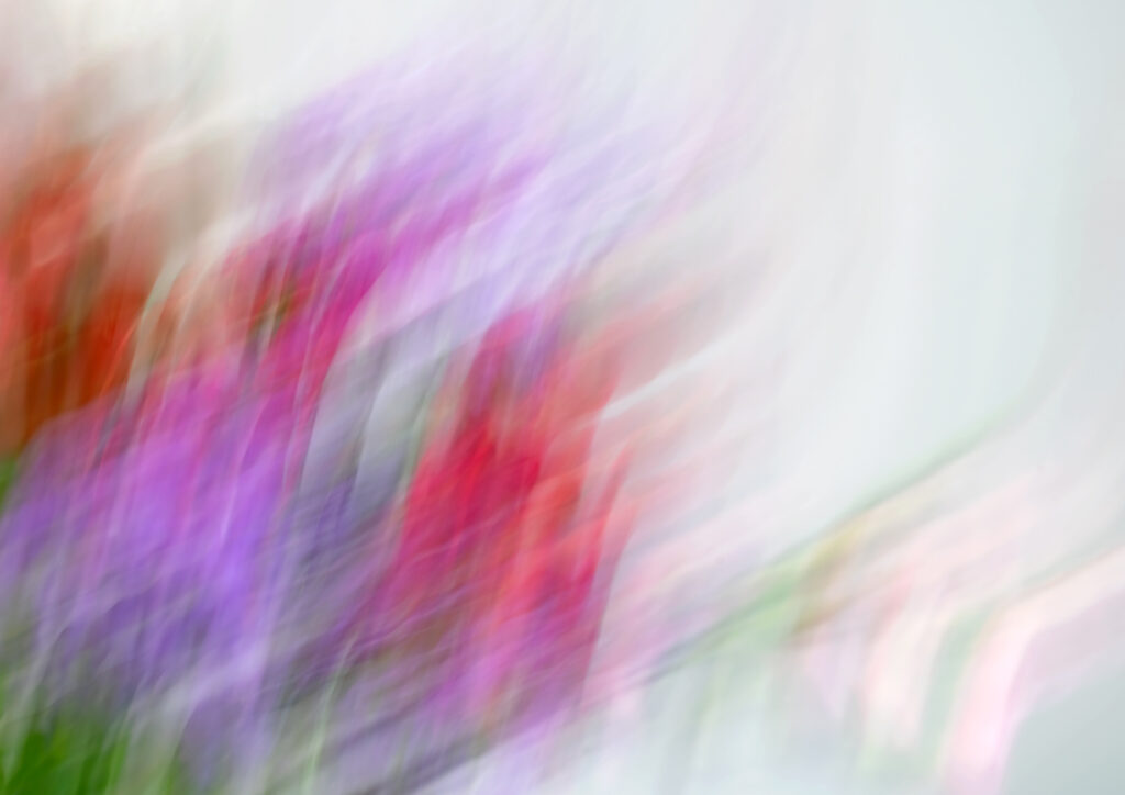 Sarah McNulty, Lanta Photography, Spring Transitions, Creative plant & flower photography gallery, Fine art floral print, fine art floral abstract print, floral abstract print, floral abstract wall art, abstract wall art, fine art print Dorset, Dorset, patterns in nature