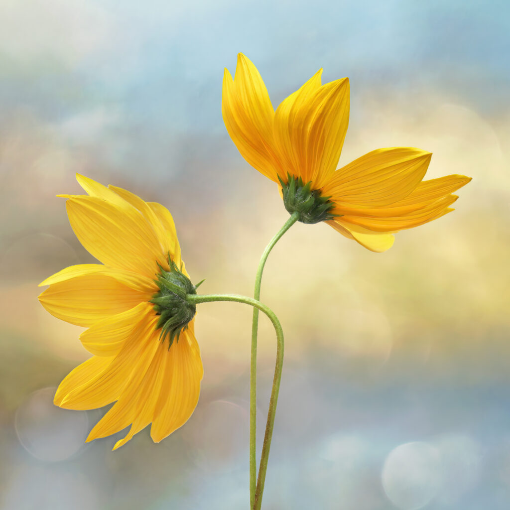 Sarah McNulty, Lanta Photography, Summer Radiance, Creative plant & flower photography gallery, Fine art floral print, floral wall art, creative floral print, yellow flowers print, Summer flowers print, Summer, Fine art print Dorset, Dorset, square print