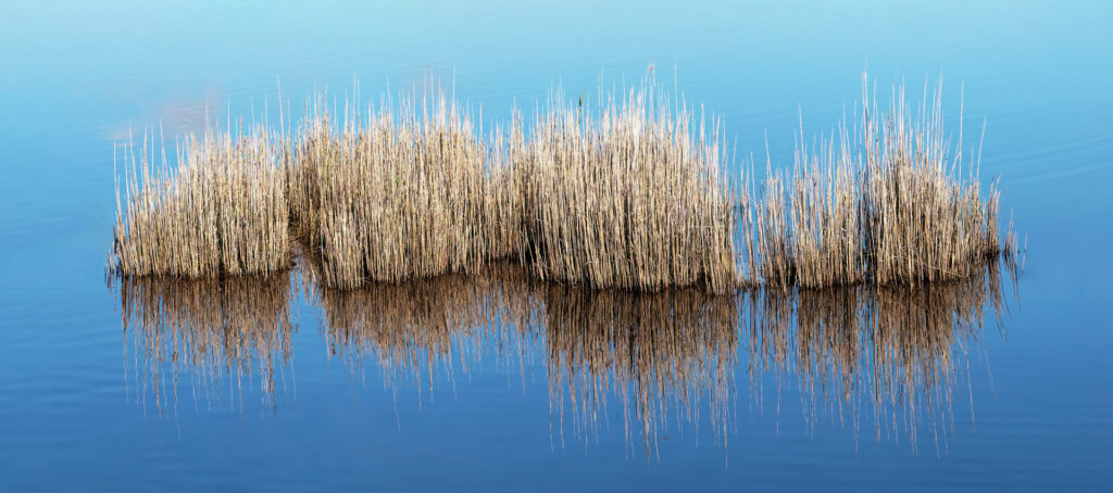 Sarah McNulty, Lanta Photography, Water Reeds, Creative flower and plant gallery, fine art nature print, Water Reeds wall art, Water Reeds, Lodmoor, Dorset, Water, calming wall art, fine art print Dorset, Dorset