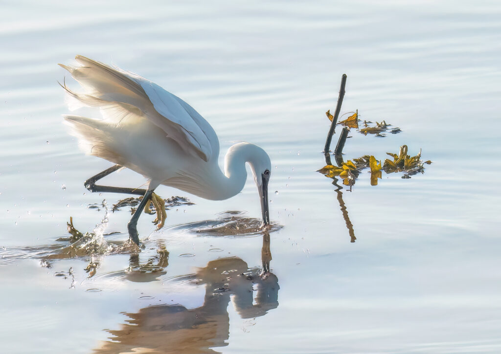 Little Egret foraging, nature fine art photography, nature digital art, nature digital art print, coastal nature photography, West Country nature photography, Little Egret nature photography, Seaton Wetlands, Devon, Coastal fine art nature print, Coastal fine art nature photography, West Country fine art photography, Fine art Photography West Country, Sarah McNulty, Lanta Photography