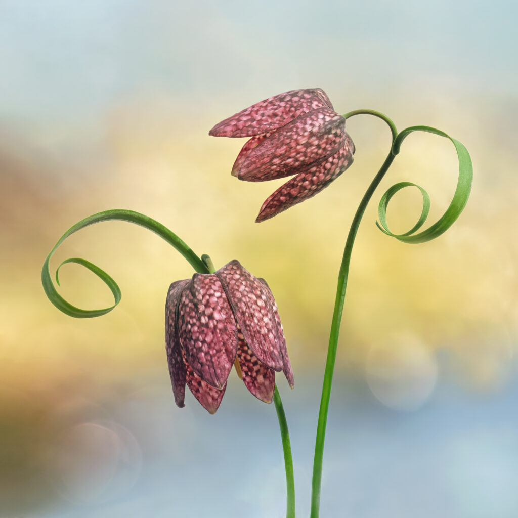 Spring Pairing Fritillaria, floral digital art, floral art, Fritillaria, Sarah McNulty, Lanta Photography, Dorset fine art photography, floral wall art, Spring floral art, Spring digital art, Floral art print, floral digital art print, Dorset