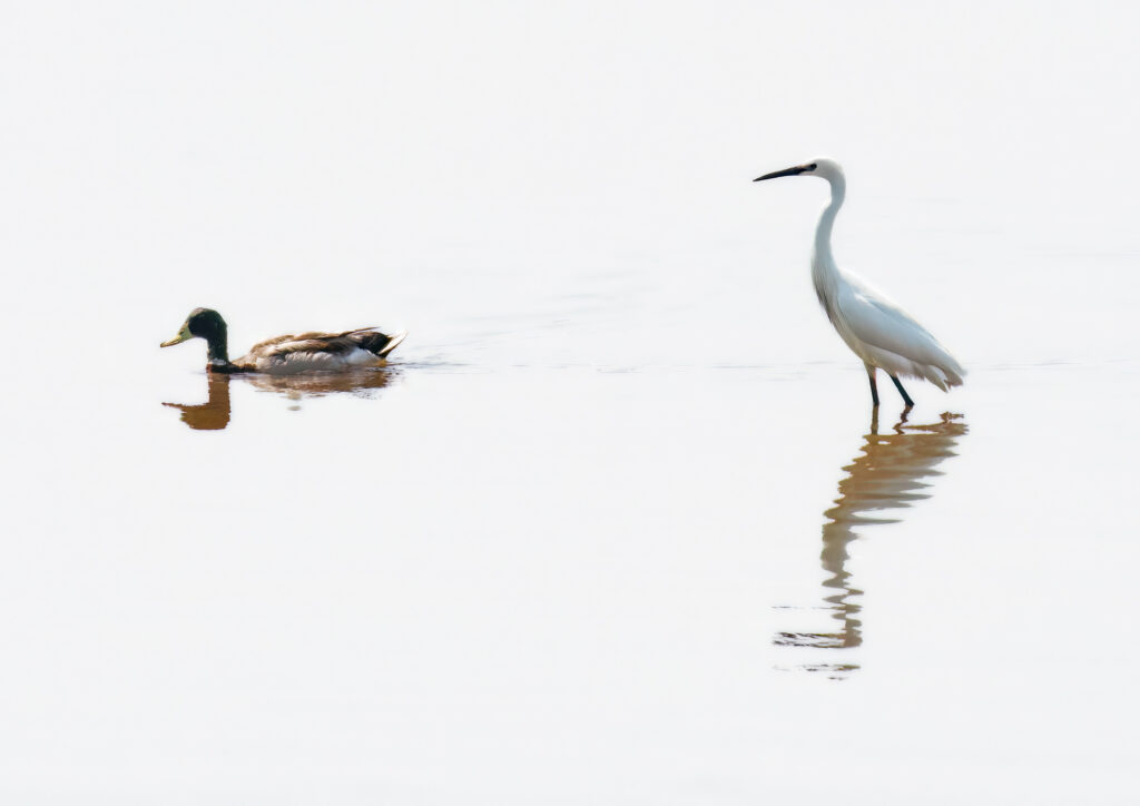 The long and the short of it, fine art nature print, Egret and Duck print, fine art coastal nature print, high key nature print, high key nature art, nature art photography, West Country fine art nature photography, Fine art nature photography West Country, Seaton Wetlands, Devon nature print, coastal nature print, Egret, Mallard Duck, Sarah McNulty, Lanta Photography