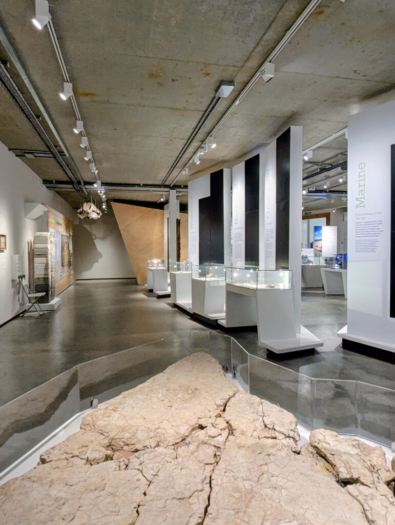 Dorset Open Exhibition 2025. Dorset Museum. Preview Night. Dorset Visual Arts