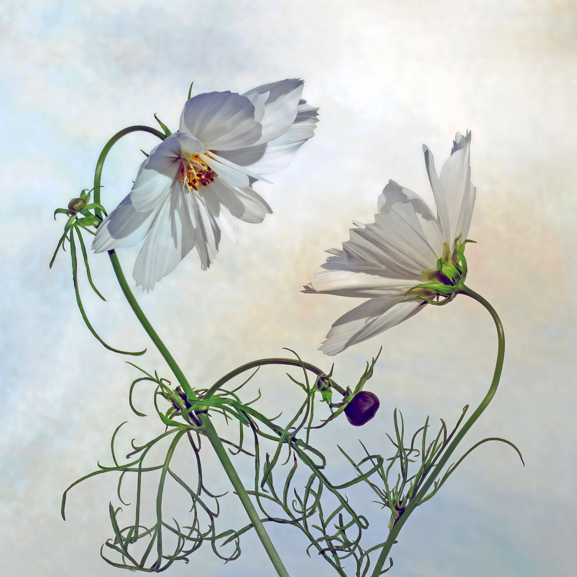 Teravarna Honourable Mention 2026. Dance Of The Cosmos. 11th Flower International Juried Art Competition