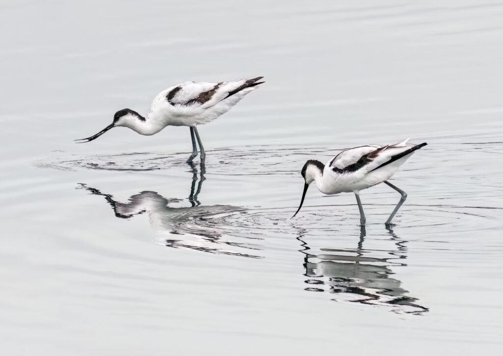 Avocets. Sarah McNulty at Lanta Photography. Spring Holiday update. March 2026. Dorset Fine art photography