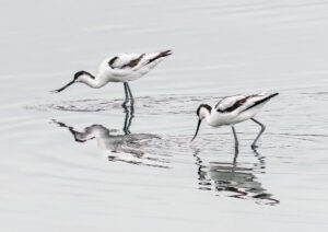 Avocets. WCPF Member Exhibition 2026. Sarah McNulty Fine Art photographer, Dorset.