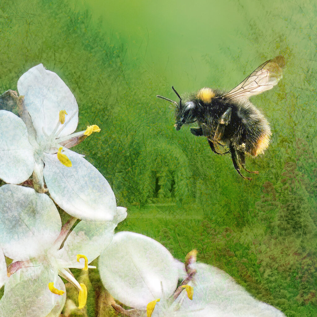 Bee Line is a creative fine art nature print of a honey bee getting ready to land on some flowers. Dorset fine art photography.