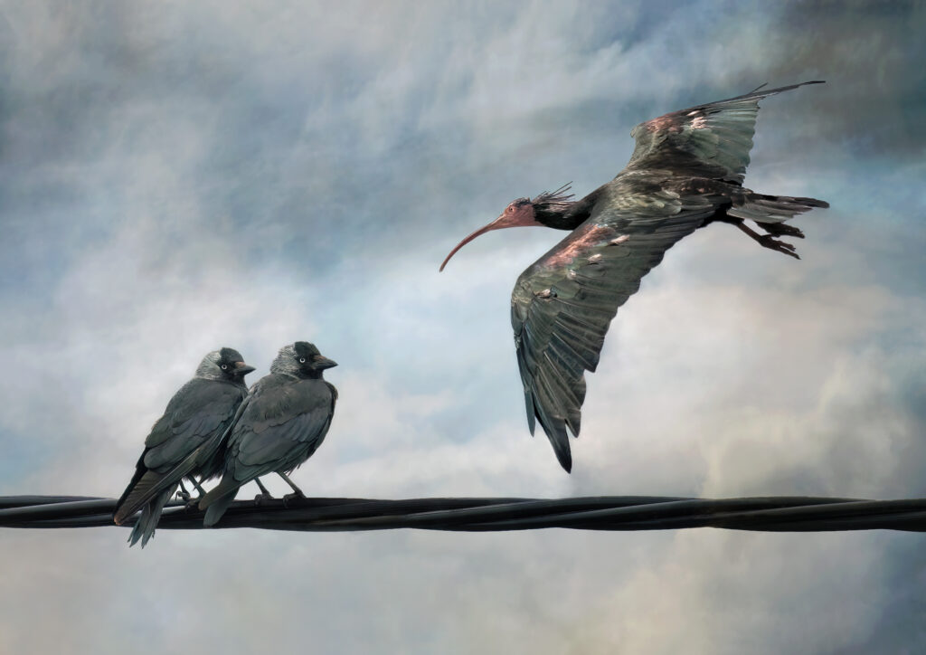 He's Not From These Parts is a humour nature fine art print of two Jackdaws perched on a wire as a Bald Head Ibis is flying by. Dorset fine art photography.