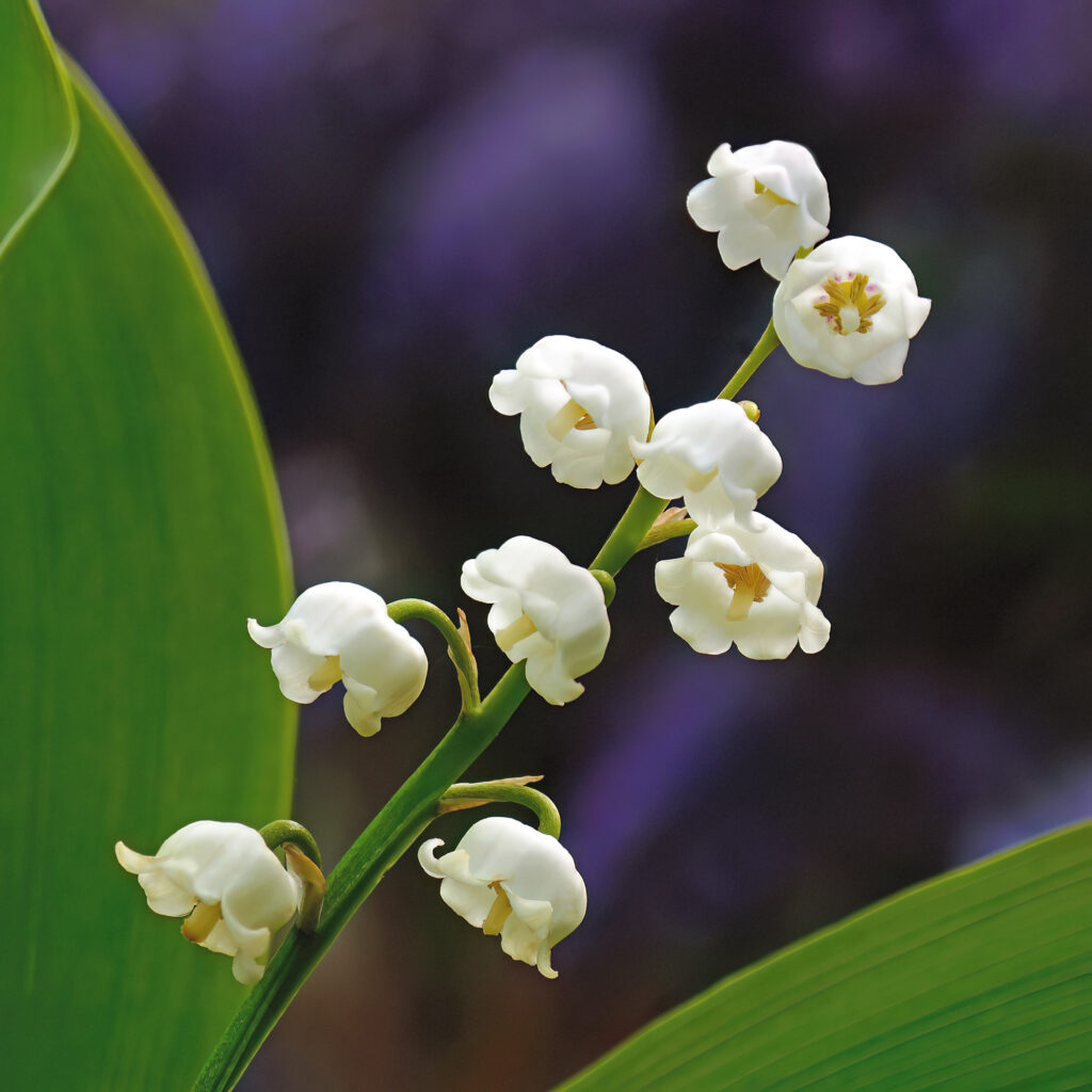 Lily of The Valley is a beautiful floral art print the delicate white flowers of the Lily of The Valley against a vibrant purple background. Dorset fine art photography
