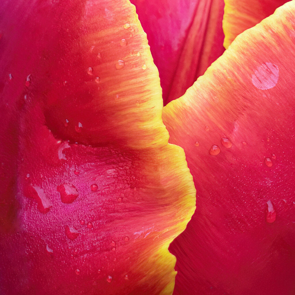 Spring Showers is a vibrant floral art closeup of a Spring Tulip after April Showers. Taken in my garden in Dorset.