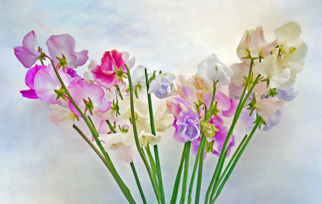 A fine art still life of colourful Sweetpea flowers from my garden in Dorset.
