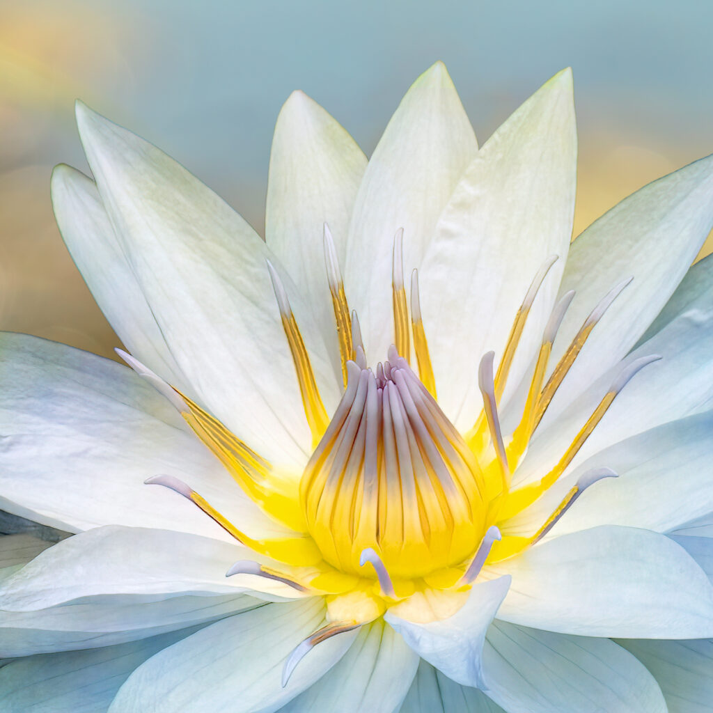 A fine art floral print of a beautiful Waterlily taken in Dorset.