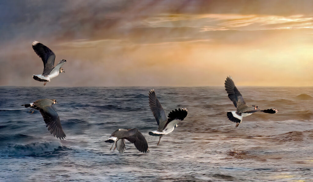 Lapwings Golden Sunset is a creative fine art nature print of Lapwings flying towards a sunset over a stormy sea at West Bay in Dorset.