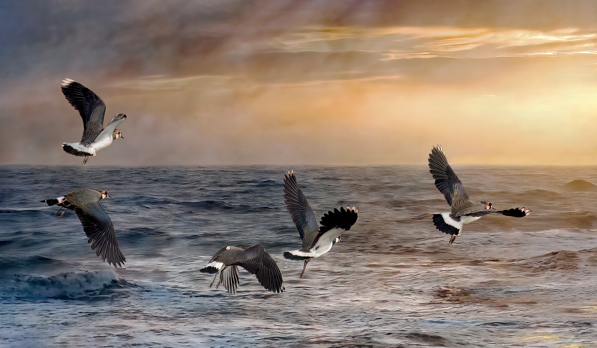 Lapwings Golden Sunset is a creative fine art nature print of Lapwings flying towards a sunset over a stormy sea at West Bay in Dorset.