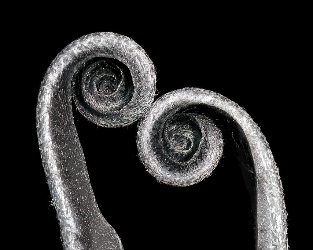 The Embrace is a fine art photographic print in monochrome of two curled fern leaves touching. Dorset fine art print.