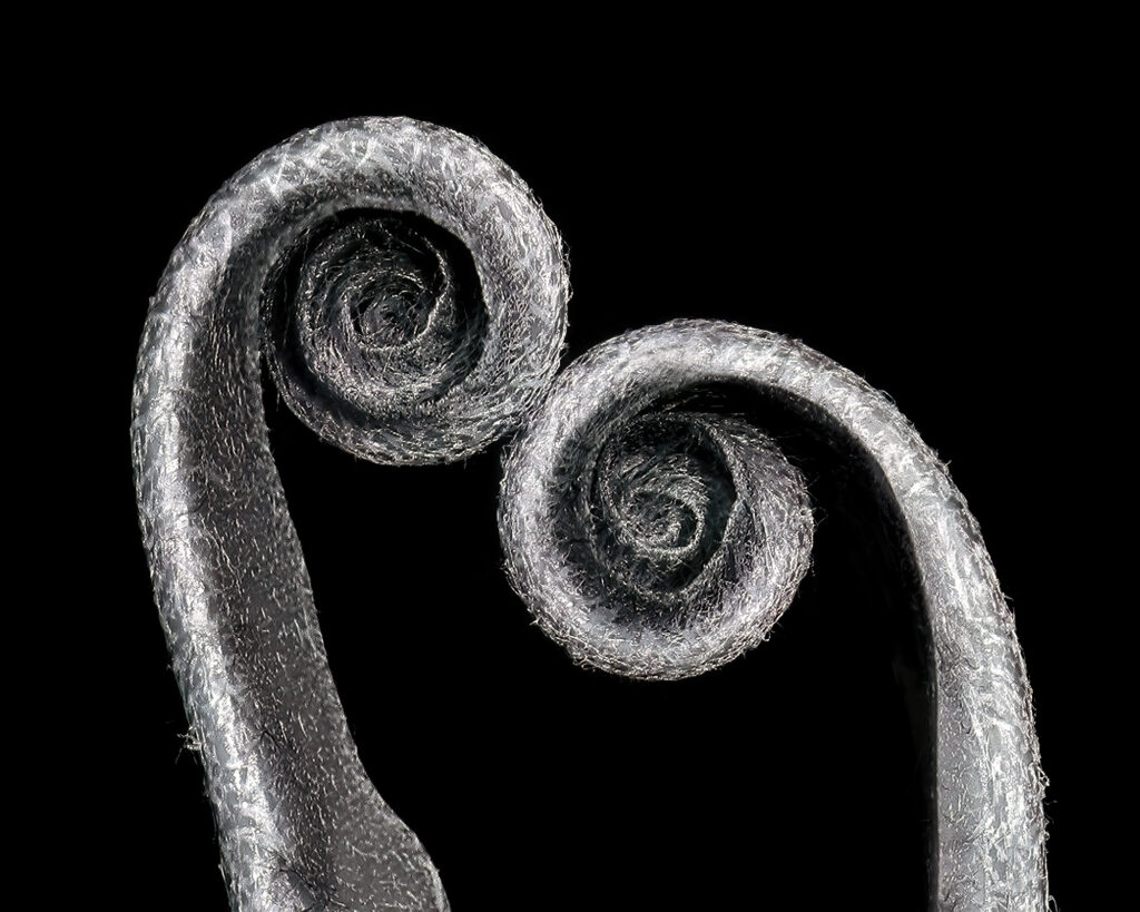 Emergence. A fine art nature monochrome print of two elegent unfurled ferns touching. Dorset fine art nature photography.