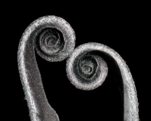 Emergence. Sarah McNulty. Exposure One Awards. Photographer of The Year 2026. Sarah McNulty. Nominee. A fine art nature monochrome print of two elegent unfurled ferns touching. Dorset fine art nature photography.