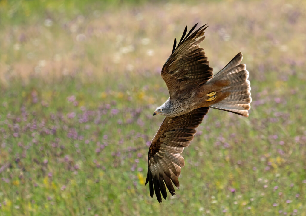 A beautiful Black Kite flying over a Summer Meadow of wildflowers.