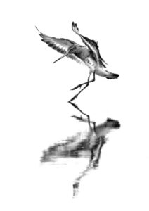 Soft Landing. Sarah McNulty. Exposure One Awards. Photographer of The Year 2026. Nominated. An elegant Black Tailed Godwit landing on the still water softly.