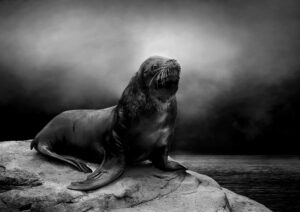 The Approaching Storm. Sarah McNulty. Exposure One Awards 2026. Monochrome image of a Sea Lion resting on a rock as a storm approaches.