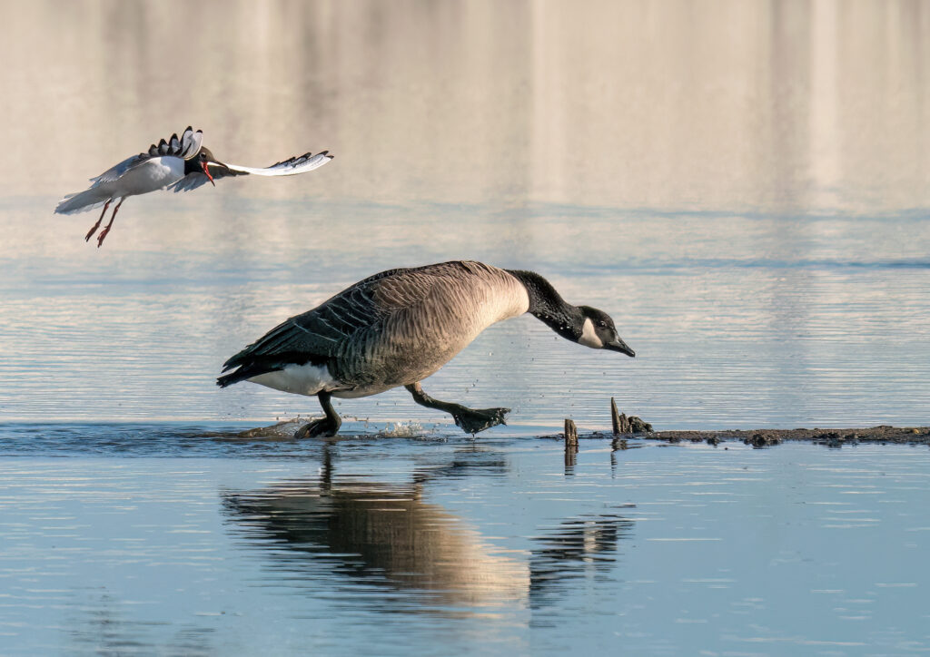Bad Gull is a humorous wildlife image of a rogue Black Head Gull chasing a Canada Goose in a Lagoon in Dorset.