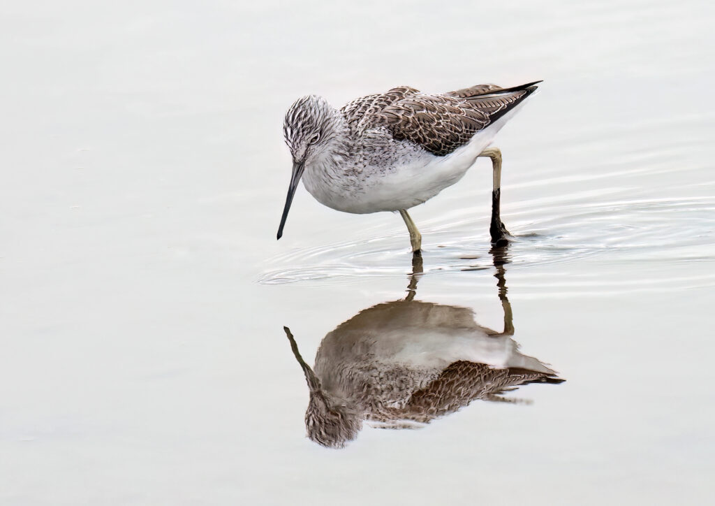 A beautiful high key wildlife image of a Greenshank looking into the reflective water at Seaton Wetlands in Devon.