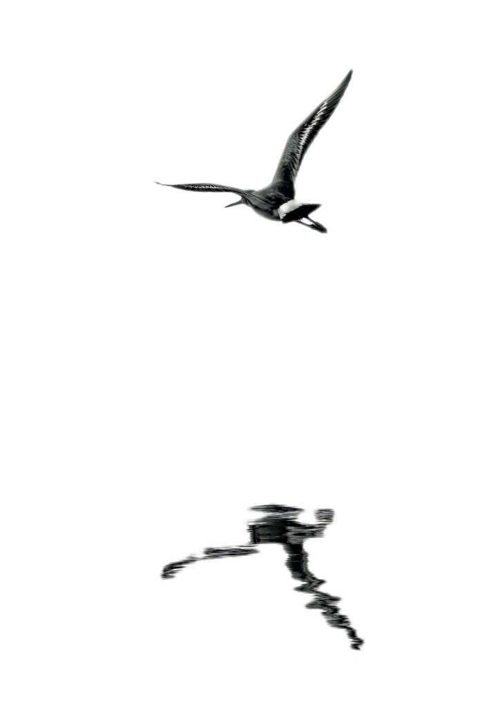 Silent Horizon is a Fine Art minimalist nature image in high key black and white of a Blacktailed Godwit flying over calm reflected water.