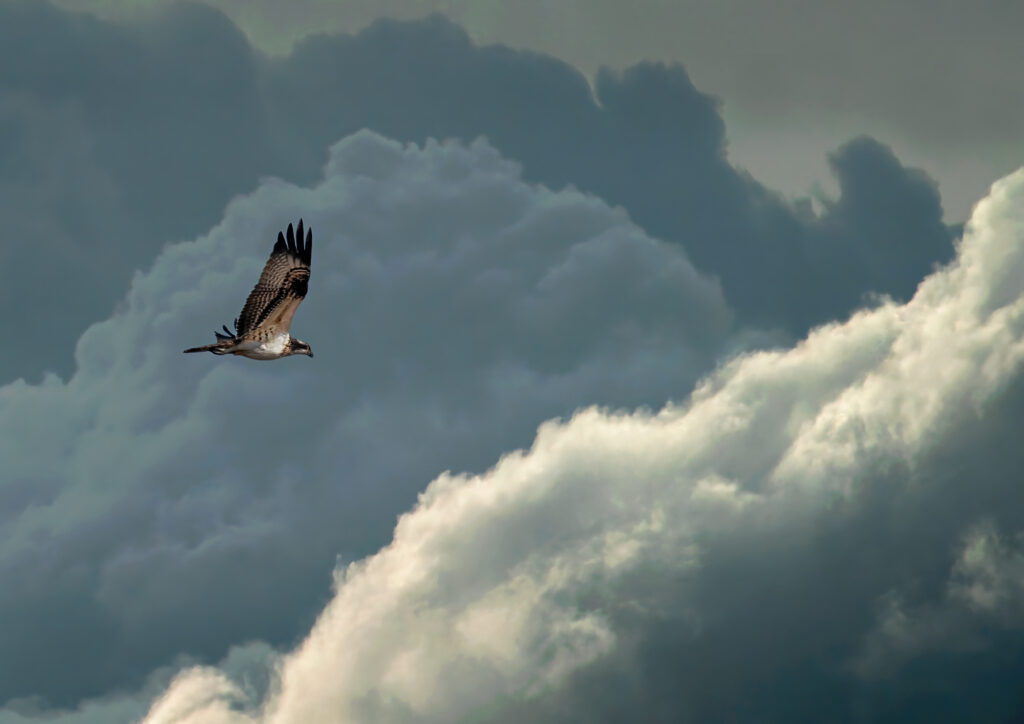 The King of The Coastal Skies is a fine art nature image of a beautiful Osprey flying high towards dramatic clouds.